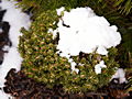 Abies lasiocarpa Logan Pass IMG_4788 Jodła górska